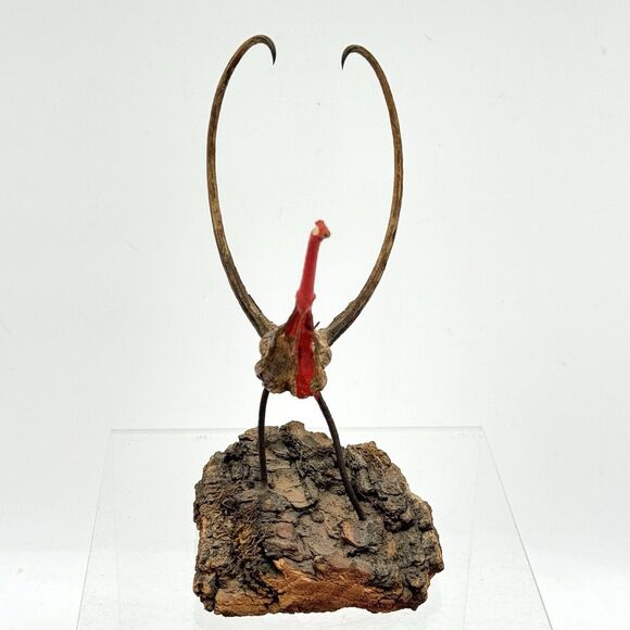 Vintage Devil's Claw Seed Pod Bird Sculpture Mounted on Driftwood Bark - Picture 7 of 13